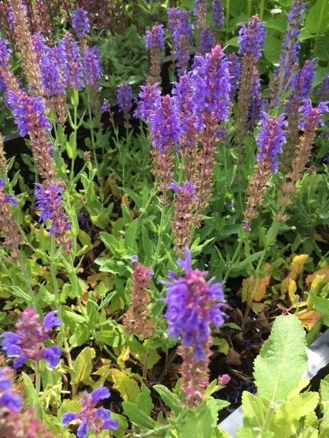 Salie (Salvia Nemorosa 'Blauhugel') 6 Salie (Salvia Nemorosa 'Blauhugel') - Afbeelding 4