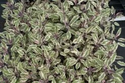 Salie (Salvia Officinalis 'Tricolor') -Tuinplanten Winkel salvia officinalis tricolor 1
