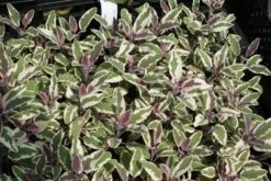 Salie (Salvia Officinalis 'Tricolor') -Tuinplanten Winkel salvia officinalis tricolor 2