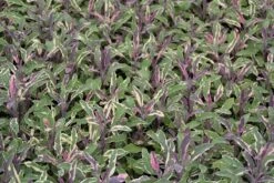 Salie (Salvia Officinalis 'Tricolor') -Tuinplanten Winkel salvia officinalis tricolor 2 1