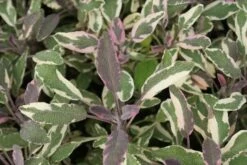 Salie (Salvia Officinalis 'Tricolor') -Tuinplanten Winkel salvia officinalis tricolor 3