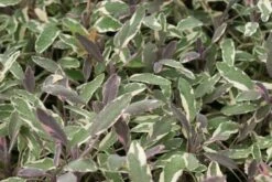 Salie (Salvia Officinalis 'Tricolor') -Tuinplanten Winkel salvia officinalis tricolor 4