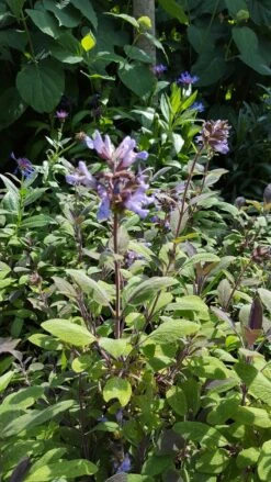 Salie (Salvia Officinalis 'Purpurascens') -Tuinplanten Winkel salvia purpurascens
