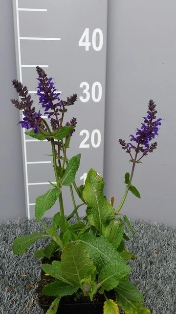 Salie (Salvia Nemorosa 'Viola Klose') 8 Salie (Salvia Nemorosa 'Viola Klose') - Afbeelding 6