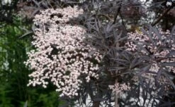 Zwarte Vlier (Sambucus Nigra 'Black Lace') 9 Zwarte Vlier (Sambucus Nigra 'Black Lace') -Tuinplanten Winkel sambucus black lace 04