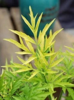 Gele Vlier (Sambucus Nigra 'Golden Tower') -Tuinplanten Winkel sambucus golden tower 03