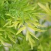 Gele Vlier (Sambucus Nigra 'Golden Tower') -Tuinplanten Winkel sambucus golden tower 05