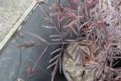 Zwarte Vlier (Sambucus Nigra 'Black Lace') 11 Zwarte Vlier (Sambucus Nigra 'Black Lace') -Tuinplanten Winkel sambucus nigra black lace 1