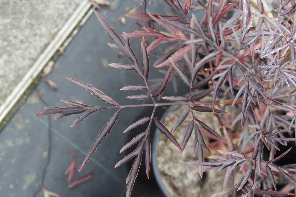 Zwarte Vlier (Sambucus Nigra 'Black Lace') 7 Zwarte Vlier (Sambucus Nigra 'Black Lace') - Afbeelding 5