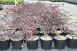 Zwarte Vlier (Sambucus Nigra 'Black Lace') 10 Zwarte Vlier (Sambucus Nigra 'Black Lace') -Tuinplanten Winkel sambucus nigra black lace 2
