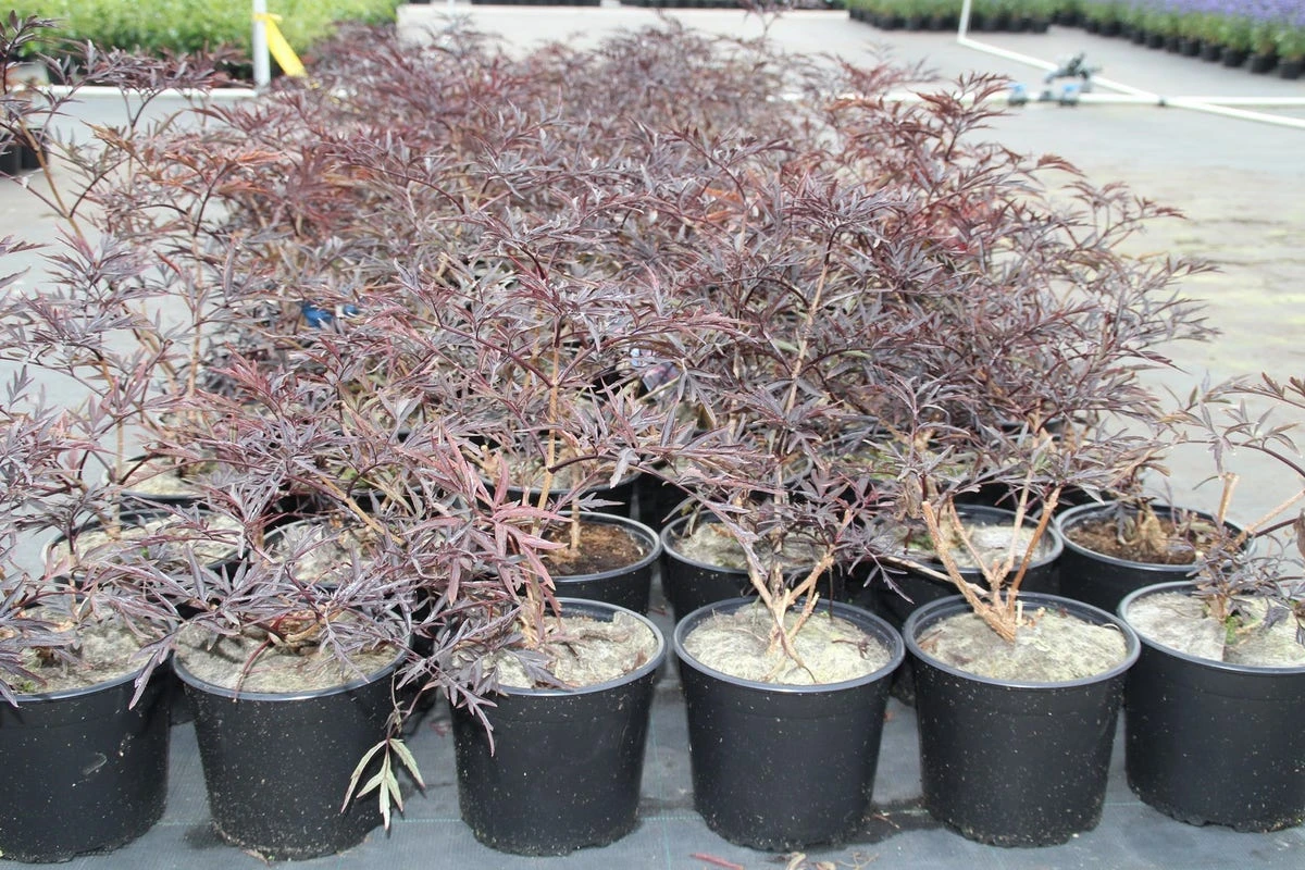Zwarte Vlier (Sambucus Nigra 'Black Lace') 6 Zwarte Vlier (Sambucus Nigra 'Black Lace') - Afbeelding 4