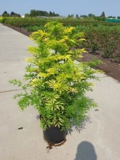 Gele Vlier (Sambucus Nigra 'Golden Tower') -Tuinplanten Winkel sambucus nigra golden tower c10 2020 1600x1200