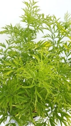 Gele Vlier (Sambucus Nigra 'Golden Tower') -Tuinplanten Winkel sambucus nigra golden tower week 27 detail