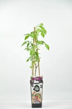 Zwarte Vlierbes (Sambucus Nigra ‘Haschberg’)