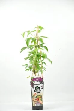 Zwarte Vlierbes (Sambucus Nigra ‘Korsør’)