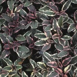 Salie (Salvia Officinalis 'Tricolor') -Tuinplanten Winkel saotrico 1