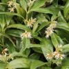 Vleesbes (Sarcococca Hookeriana Humilis) 2 Vleesbes (Sarcococca Hookeriana Humilis) -Tuinplanten Winkel sarcococca hookeriana humilisv01