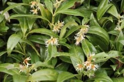 Vleesbes (Sarcococca Hookeriana Humilis)