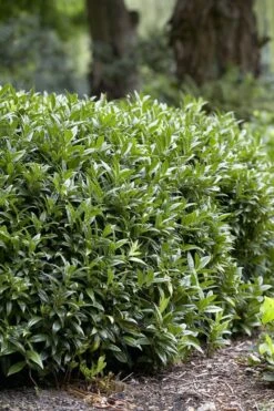 Vleesbes (Sarcococca Ruscifolia) -Tuinplanten Winkel sarcococcaruscifoliav01