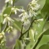 Vleesbes (Sarcococca Ruscifolia) -Tuinplanten Winkel sarcococcaruscifoliav02