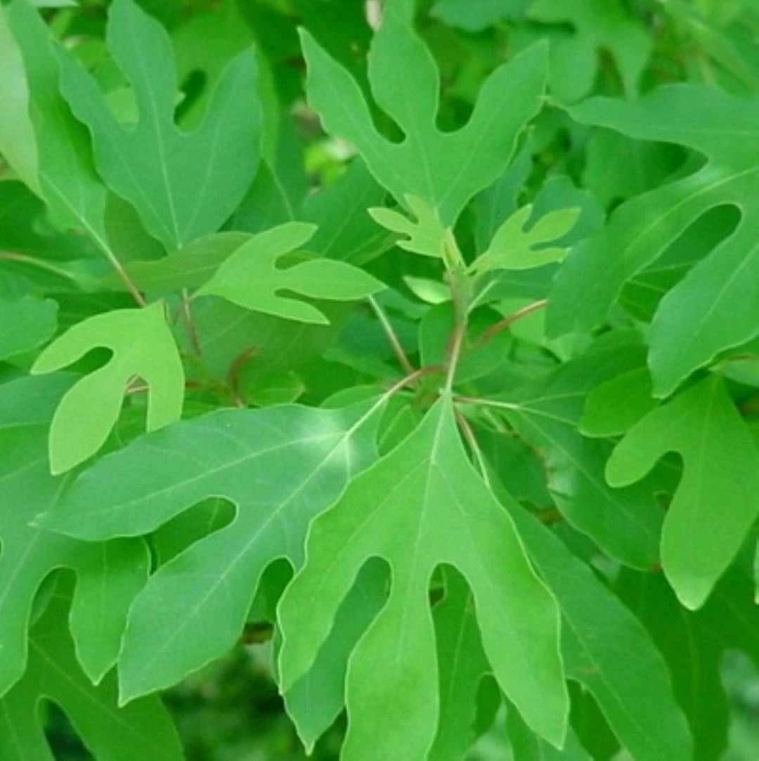 Sassafras (Sassafras Albidum) 4 Sassafras (Sassafras Albidum) - Afbeelding 2