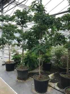 Sassafras (Sassafras Albidum) 13 Sassafras (Sassafras Albidum) -Tuinplanten Winkel sassafras