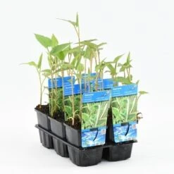 Leids Plantje (Saururus Cernuus) -Tuinplanten Winkel saururus cernuus 20180425115915 m 11330 p9