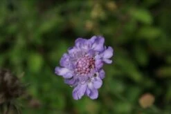 Duifkruid/schurftkruid (Scabiosa Columbaria 'Butterfly Blue') BIO -Tuinplanten Winkel scabiosa col. butterfly blue 1 1