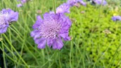 Duifkruid/schurftkruid (Scabiosa Columbaria 'Butterfly Blue') BIO -Tuinplanten Winkel scabiosa col. butterfly blue 2 1 1