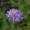 Duifkruid/schurftkruid (Scabiosa Columbaria 'Butterfly Blue') BIO -Tuinplanten Winkel scabiosa col. butterfly blue 2 2