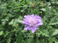 Duifkruid/schurftkruid (Scabiosa Columbaria 'Butterfly Blue') BIO -Tuinplanten Winkel scabiosa col. butterfly blue 2 1