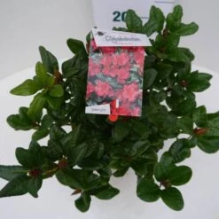 Dwergrhododendron (Rhododendron 'Scarlet Wonder') -Tuinplanten Winkel scarlet wonder c4 boven