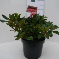 Dwergrhododendron (Rhododendron 'Scarlet Wonder') -Tuinplanten Winkel scarlet wonder c4 voor