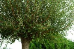 Knotwilg (Salix Alba 'Chermesina')