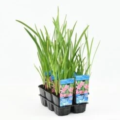 Roze Kafferlelie Moerasgladiool (Schizostylis Coccinea 'Mrs Hegarty') -Tuinplanten Winkel schizostylis coccinea mrs hegarty 20180510111313 m 10775