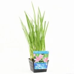 Roze Kafferlelie Moerasgladiool (Schizostylis Coccinea 'Mrs Hegarty') -Tuinplanten Winkel schizosylis coc.mrs hegarty s e 13020 p18