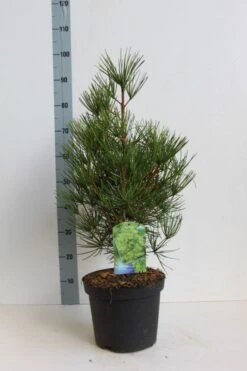 Japanse Parasolden (Sciadopitys Verticilata) -Tuinplanten Winkel sciadopitys verticilata 50 60 cm co. 7.5l kopie