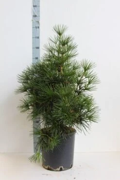Japanse Parasolden (Sciadopitys Verticilata) -Tuinplanten Winkel sciadopitys verticilata 60 80 cm co. 18l. kopie