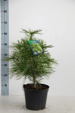 Japanse Parasolden (Sciadopitys Verticilata) -Tuinplanten Winkel sciadopitys verticillata 30 40 c5