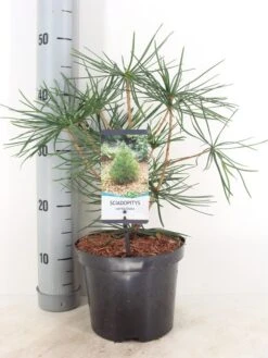 Japanse Parasolden (Sciadopitys Verticilata) -Tuinplanten Winkel sciadopitys verticillata c3 m