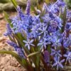 Vroege Sterhyacint (Scilla Bifolia) -Tuinplanten Winkel scilla bifolia 1