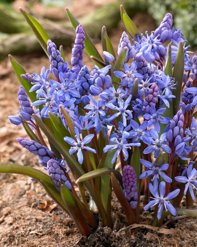 Vroege Sterhyacint (Scilla Bifolia) 3 Vroege Sterhyacint (Scilla Bifolia)