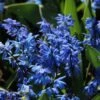 Sterhyacint (Scilla Siberica) -Tuinplanten Winkel scilla siberica 7