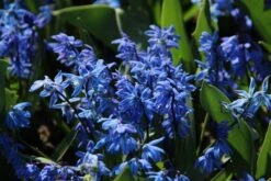 Sterhyacint (Scilla Siberica)