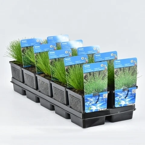 Naaldgras (Scirpus Cernuus) 5 Naaldgras (Scirpus Cernuus) - Afbeelding 3