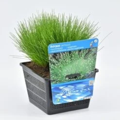Naaldgras (Scirpus Cernuus) 8 Naaldgras (Scirpus Cernuus) -Tuinplanten Winkel scirpus cernuus 18x18 20180403224733
