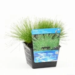 Naaldgras (Scirpus Cernuus) 10 Naaldgras (Scirpus Cernuus) -Tuinplanten Winkel scirpus cernuus s