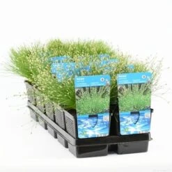 Naaldgras (Scirpus Cernuus) 11 Naaldgras (Scirpus Cernuus) -Tuinplanten Winkel scirpus cernuus t