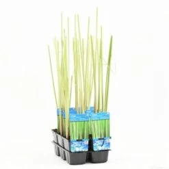 Bonte Mattenbies (Scirpus Lacustris 'Albescens') -Tuinplanten Winkel scirpus lacustris albescens t