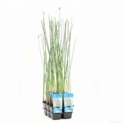 Mattenbies (Scirpus Lacustris) -Tuinplanten Winkel scirpus lacustris t e 10780 p9